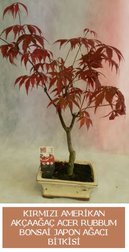 Amerikan ak�aa�a� Acer Rubrum bonsai  Ankara Eryaman hediye sevgilime hediye �i�ek 