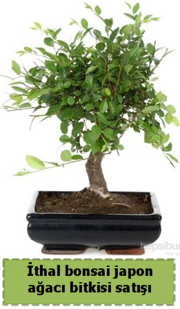�thal bonsai saks� �i�e�i Japon a�ac� sat���  Eryaman �i�ek yolla , �i�ek g�nder , �i�ek�i  