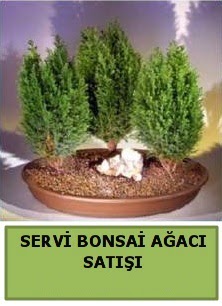 BONSA� 3 L� SERV� BONSA� A�ACI  Eryaman �i�ek g�venli kaliteli h�zl� �i�ek 