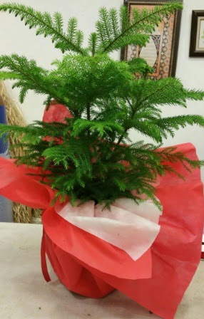 Salon �am� Araucaria Heterophylla bitkisi  Eryaman �i�ek yolla , �i�ek g�nder , �i�ek�i  