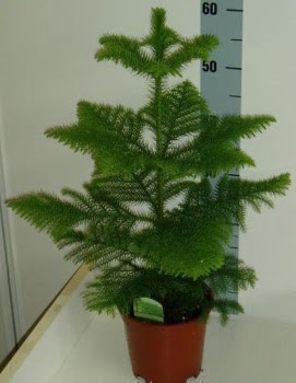 60 cm Salon �am� araucaria heterophylla  Eryamandaki �i�ek�iler kaliteli taze ve ucuz �i�ekler 