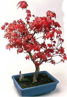 Amerikan akaaa bonsai bitkisi  Eryaman online ieki , iek siparii 