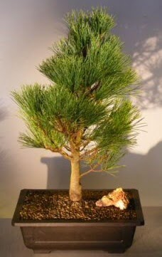 am aac japon aac bitkisi bonsai  Eryaman iek gvenli kaliteli hzl iek 