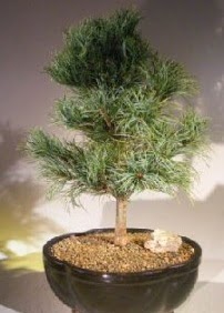 am aac bonsai bitkisi sat  Ankara Eryaman iek yolla 