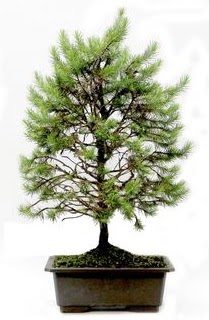 *** STOKTA YOK - �am a�ac� bonsai bitkisi sat���  Eryaman �i�ek sat��� anneler g�n� �i�ek yolla 