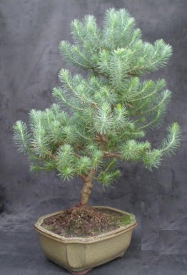 Bonsai �am a�ac� japon a�ac� bitkisi  Ankara Eryaman yurti�i ve yurtd��� �i�ek sipari�i 