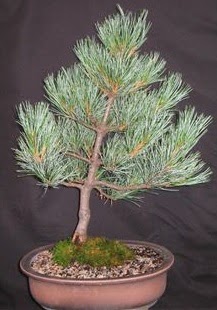 Bonsai �am a�ac� japon a�ac� bitkisi  Eryaman �i�ek�i telefonlar� eryaman �i�ek 