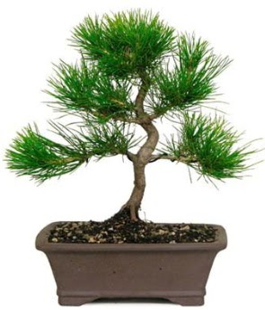 Bonsai �am a�ac� japon a�ac� bitkisi  Eryaman �i�ek�i  �i�ek , �i�ek�i , �i�ek�ilik 