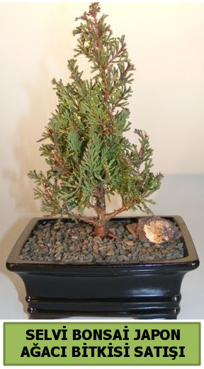Selvi �am japon a�ac� bitkisi bonsai  Eryaman �i�ek g�venli kaliteli h�zl� �i�ek 