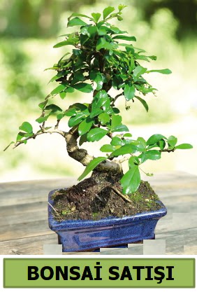 �am bonsai japon a�ac� sat���  Eryaman �i�ek g�nderme sitemiz g�venlidir 