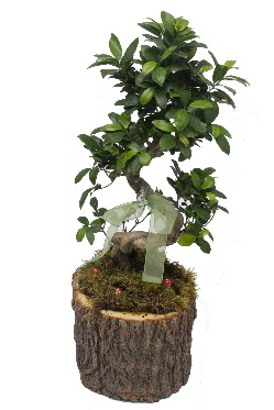 Doal ktkte bonsai saks bitkisi  Eryaman iek yolla , iek gnder , ieki  