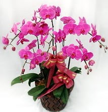 Sepet ierisinde 5 dall lila orkide  Ankara Eryaman iek yolla 