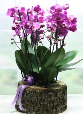 Ktk ierisinde 6 dall mor orkide  Ankara Eryaman iek yolla 
