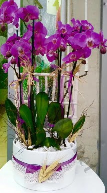 Seramik vazoda 4 dall mor lila orkide  Ankara Eryaman iek maazas , ieki adresleri 