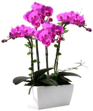 Seramik vazo ierisinde 4 dall mor orkide  Eryaman iek gnderme sitemiz gvenlidir 