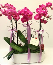 Beyaz seramik ierisinde 4 dall orkide  Ankara Eryaman iek yolla 