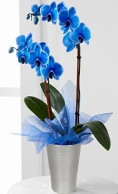 Seramik vazo ierisinde 2 dall mavi orkide  Eryaman nternetten iek siparii 