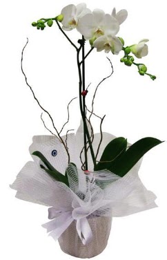 Tek dall beyaz orkide  Eryaman iek gnder iek servisi , ieki adresleri  