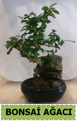 Bonsai a�ac� japon a�ac� sat���  Eryaman �i�ek g�nderme online �i�ek�i 