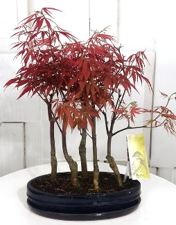 5 adet japon akaaa bonsai iei  Eryaman iek gnderme sitemiz gvenlidir 