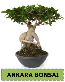 Bonsai sat���  Eryaman �i�ek g�nderme sitemiz g�venlidir 