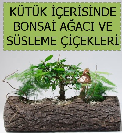 K�t�k i�erisinde bonsai japon a�a� bitkisi  Eryaman �i�ek g�nderme sitemiz g�venlidir 