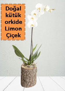 Do�al k�t�kte tek dall� beyaz orkide  Eryaman �i�ek g�venli kaliteli h�zl� �i�ek 