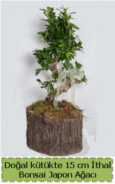 Doal ktkte thal bonsai japon aac  Eryamandaki iekiler kaliteli taze ve ucuz iekler 