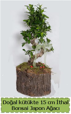 Do�al k�t�kte �thal bonsai japon a�ac�  Eryamandaki �i�ek�iler kaliteli taze ve ucuz �i�ekler 