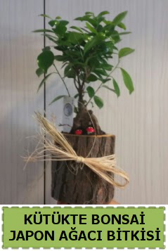 K�t�k i�erisinde do�al bonsai a�ac�  Eryaman �i�ek g�venli kaliteli h�zl� �i�ek 