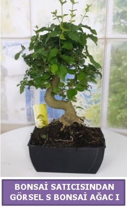 S dal erilii bonsai japon aac  Eryaman iek gnderme sitemiz gvenlidir 