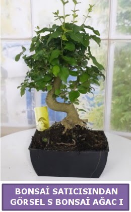 S dal e�rili�i bonsai japon a�ac�  Eryaman �i�ek g�nderme sitemiz g�venlidir 
