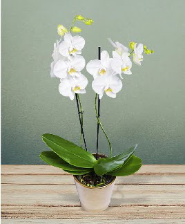 ift dall beyaz orkide sper kalite  Eryamandaki iekiler kaliteli taze ve ucuz iekler 
