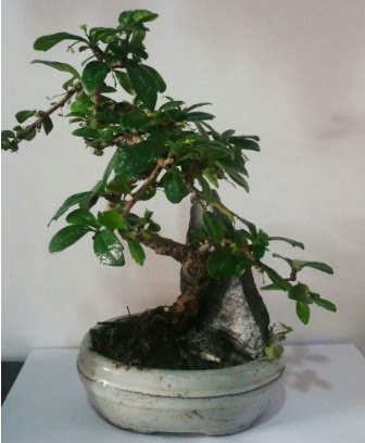 S eklinde ithal bonsai aac  Eryaman online ieki , iek siparii 