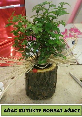 Doal aa ktk ierisinde bonsai aac  Ankara Eryaman yurtii ve yurtd iek siparii 