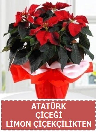 Atat�rk �i�e�i saks� bitkisi  Eryaman �i�ek g�nderme sitemiz g�venlidir 