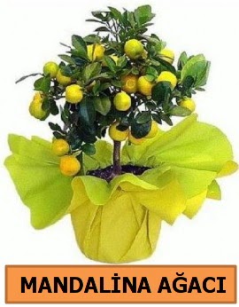 Mandalina a�ac� Mandalina bitkisi  Eryamandaki �i�ek�iler kaliteli taze ve ucuz �i�ekler 