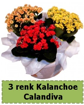 3 renk Kalanchoe Calandiva saks� bitkisi  Eryamandaki �i�ek�iler kaliteli taze ve ucuz �i�ekler 