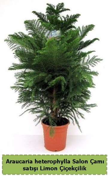 Salon �am� Sat��� Araucaria heterophylla  Eryaman �i�ek g�nderme sitemiz g�venlidir 