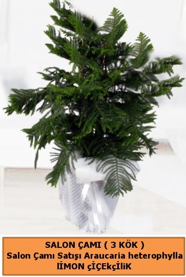 Araucaria heterophylla Salon �am�  Eryaman �i�ek g�nderme online �i�ek�i 