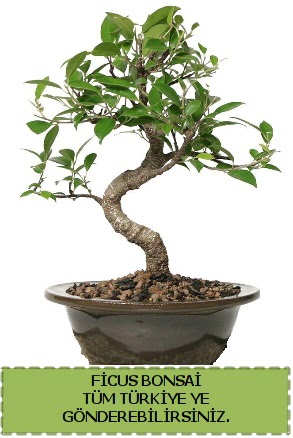 Ficus bonsai  Ankara Eryaman yurtii ve yurtd iek siparii 