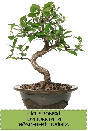 Ficus bonsai  Ankara Eryaman yurti�i ve yurtd��� �i�ek sipari�i 
