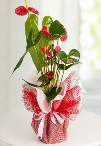 Anthurium Saks� �i�e�i  Eryaman �i�ek g�nderme online �i�ek�i 