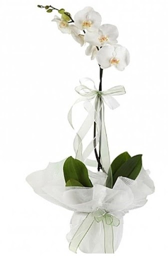 Tekli Beyaz Orkide  Eryaman iek gnderme online ieki 