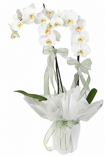 ift Dall Beyaz Orkide  iek yolla Eryaman 14 ubat sevgililer gn iek 