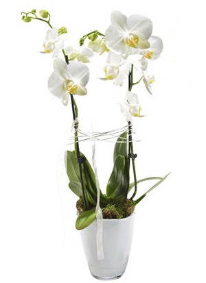 2 dall beyaz seramik beyaz orkide sakss  Ankara Eryaman yurtii ve yurtd iek siparii 