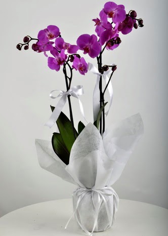 �ift dall� saks�da mor orkide �i�e�i  ankara �i�ek�i Eryaman �i�ek�i ma�azas� 