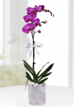 Tek dall saksda mor orkide iei  Eryaman iek siparii hediye iek yolla 