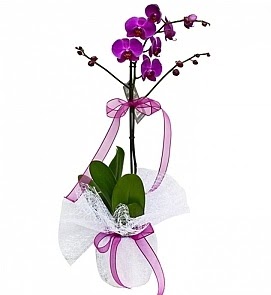 Tek dall saksda ithal mor orkide iei  Eryaman iek siparii hediye iek yolla  