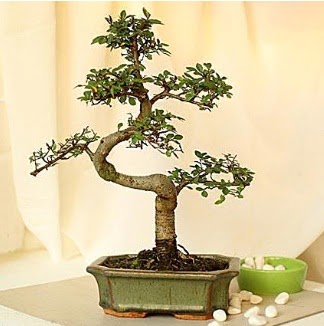 Shape S bonsai  Eryaman �i�ek yolla , �i�ek g�nder , �i�ek�i  